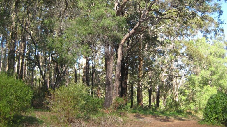 <b>Edge of the Forest Health</b>