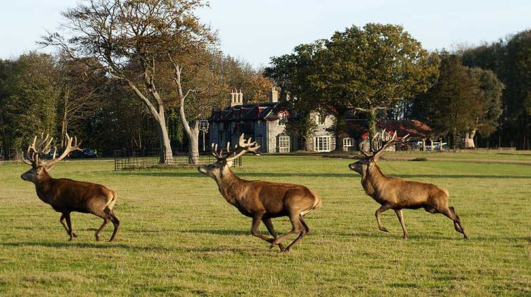 The Gunton Arms Exterior