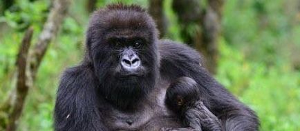 Le Bambou Gorilla Lodge Other