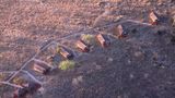 Balloon Camp Tarangire Exterior