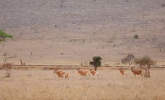 Taita Hills Safari Resort & Spa