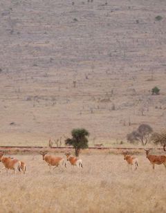 Taita Hills Safari Resort & Spa