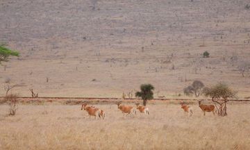 Taita Hills Safari Resort & Spa