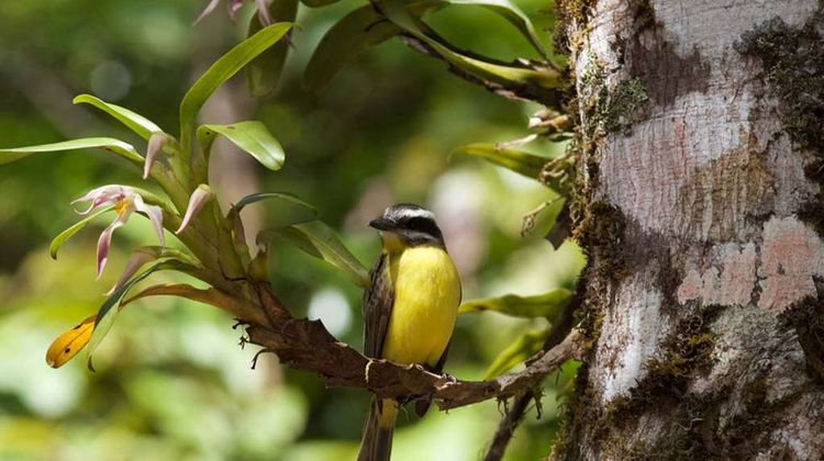Monteverde Lodge Other