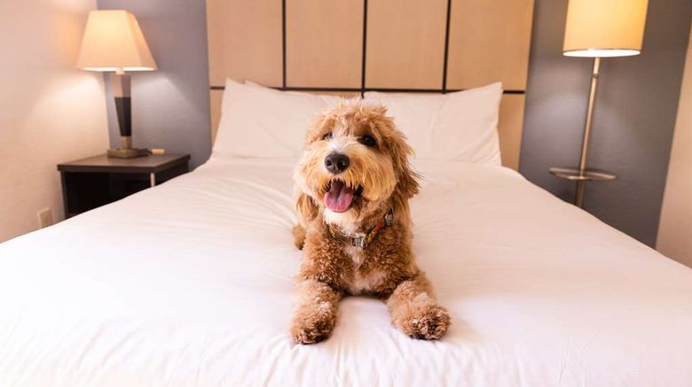 <b>Sonesta Simply Suites-BWI Airport Other</b>. Images powered by <a href="https://iceportal.shijigroup.com/" title="IcePortal" target="_blank">IcePortal</a>.