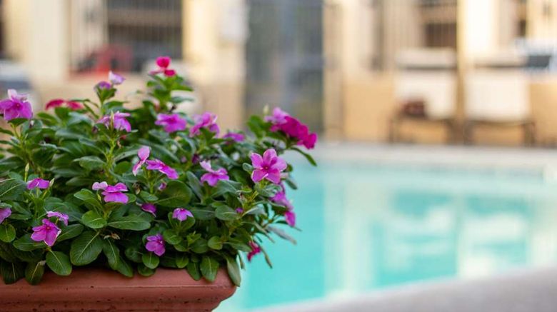 <b>Best Western Plus a Wayfarer's Inn Pool</b>. Images powered by <a href="https://iceportal.shijigroup.com/" title="IcePortal" target="_blank">IcePortal</a>.