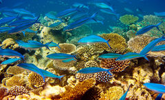InterContinental Mauritius Resort