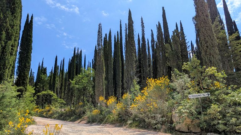 Wildflowers were pervasive across the Tuscan countryside in early June.