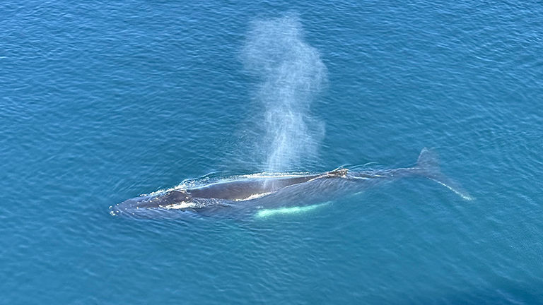 Whales often surfaced near the ship.