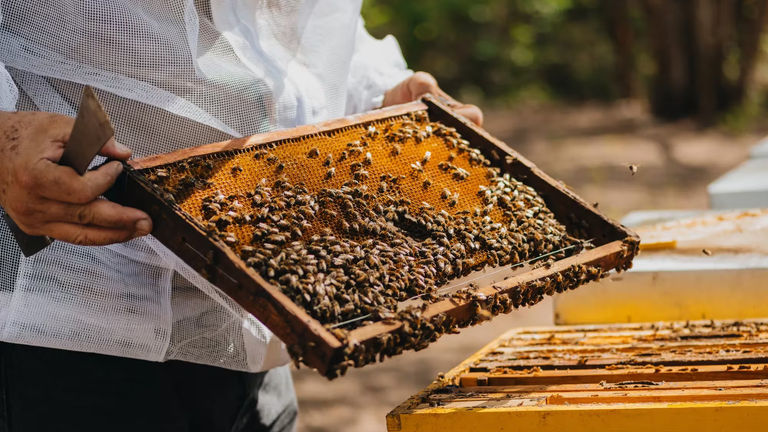 Clients can visit Rosewood Mandarina's apiary.