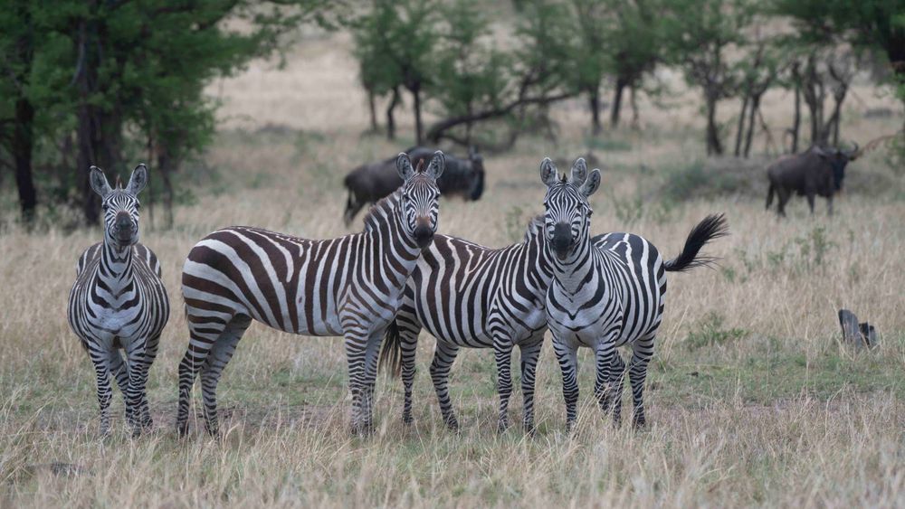 Selara Africa is a new luxury tour operator designed with North American travel advisors in mind.
