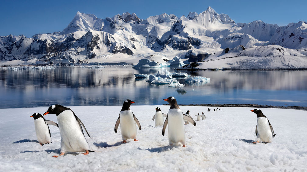 When to Visit Antarctica for the Best Wildlife Experiences, Weather and More