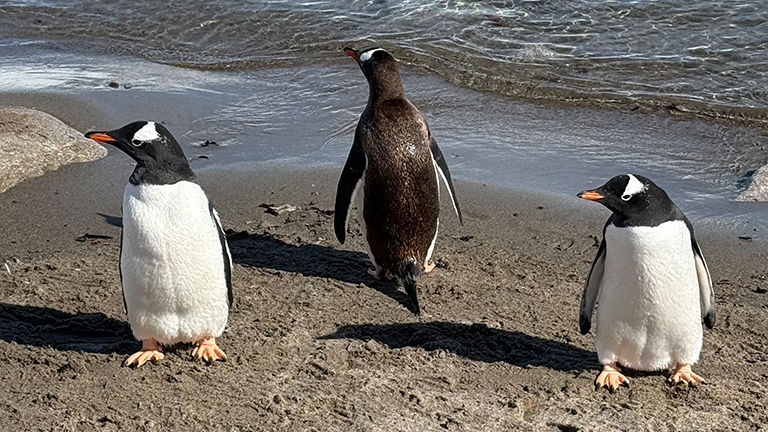 Onboard sessions educate cruisers on Antarctica's wildlife, including different penguin species.