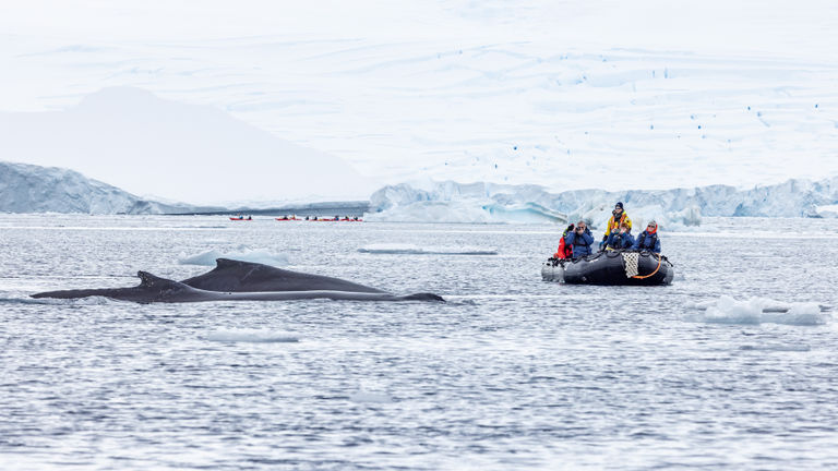 Zodiac rides offer prime wildlife-viewing opportunities.