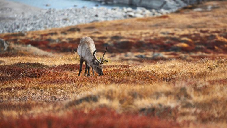 On a tundra safari, travelers can see native reindeer and other wildlife.