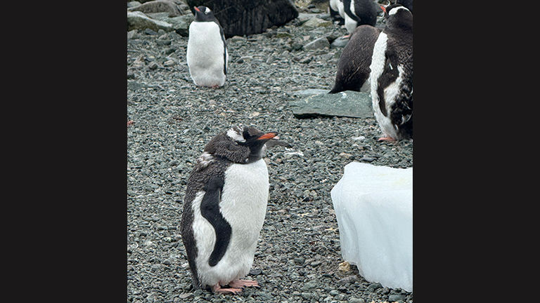 Penguins stay on land while they molt, waiting for their new batch of waterproof feathers to grow in.