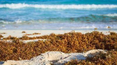 As sargassum washes up on beaches, it can negatively impact travelers’ vacation experiences.