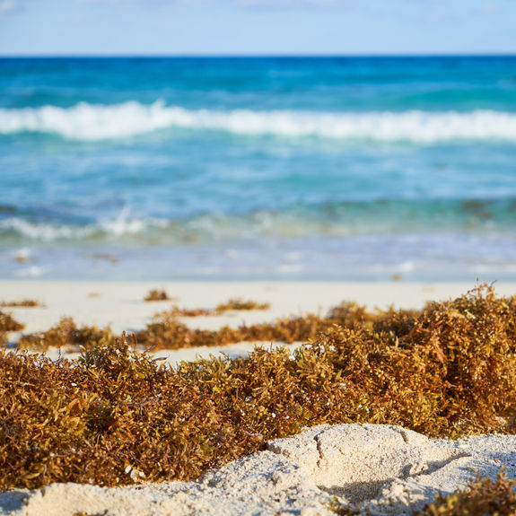 As sargassum washes up on beaches, it can negatively impact travelers’ vacation experiences.
