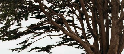 Sea Otter Inn Exterior