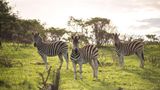 Premier Resort Mpongo Private Game Resrv Recreation