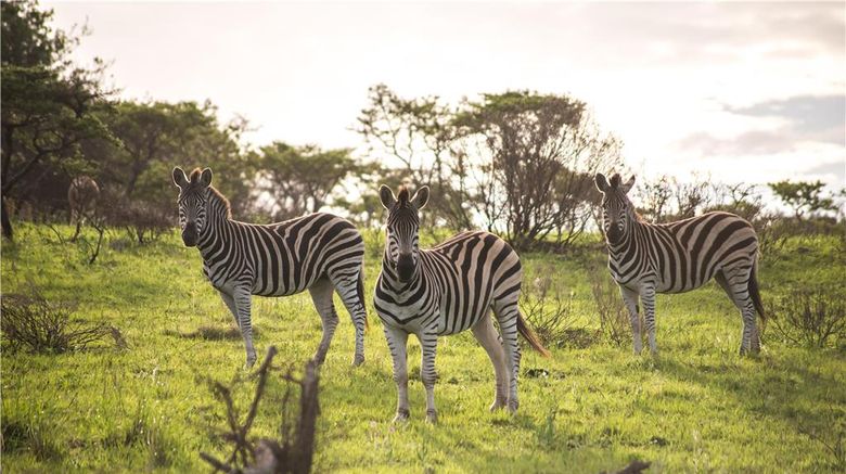 <b>Premier Resort Mpongo Private Game Resrv Recreation</b>. Images powered by <a href="https://iceportal.shijigroup.com/" title="IcePortal" target="_blank">IcePortal</a>.