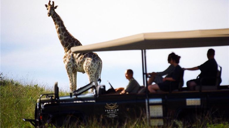 <b>Premier Resort Mpongo Private Game Resrv Recreation</b>. Images powered by <a href="https://iceportal.shijigroup.com/" title="IcePortal" target="_blank">IcePortal</a>.