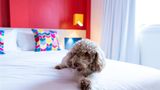 Ibis Styles Campina Grande Hotel Room