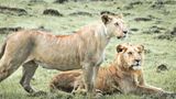 Royal Mara Safari Lodge Other