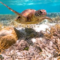 Heron Island Resort