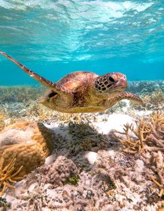 Heron Island Resort