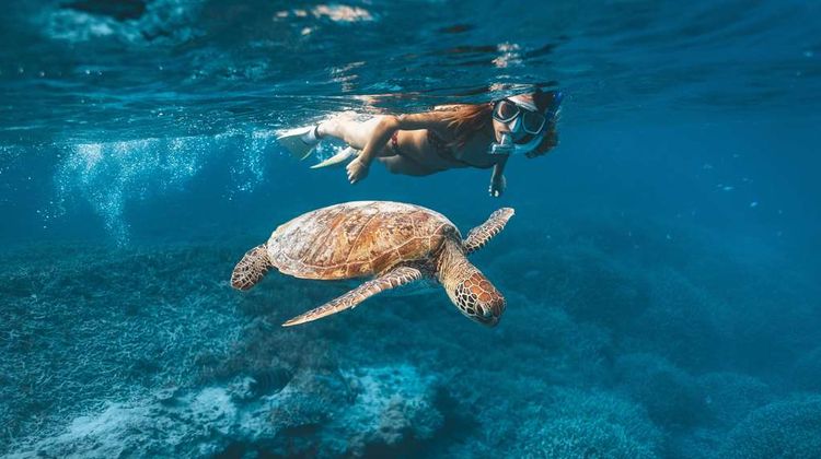 Heron Island Resort Other