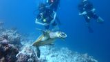 <b>Furaveri Island Resort & Spa, Maldives Other</b>. Images powered by <a href="https://iceportal.shijigroup.com/" title="IcePortal" target="_blank">IcePortal</a>.