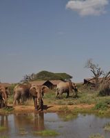 Kilima Safari Camp