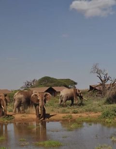 Kilima Safari Camp
