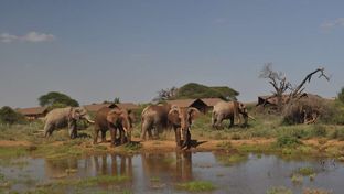 Kilima Safari Camp