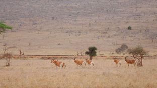 Taita Hills Safari Resort & Spa