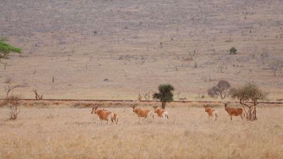 Taita Hills Safari Resort & Spa