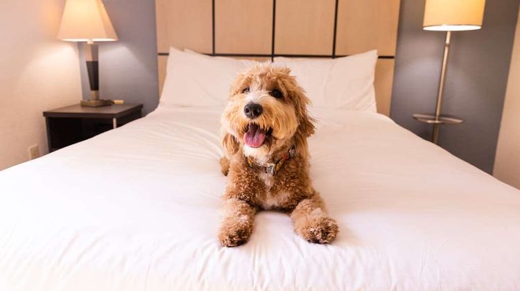 Sonesta Simply Suites Memphis East Other