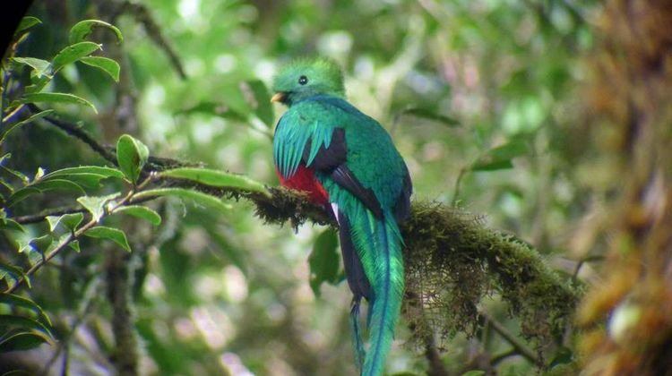 Monteverde Lodge Other