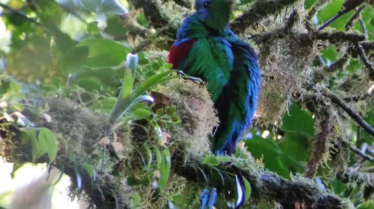 Monteverde Lodge Other