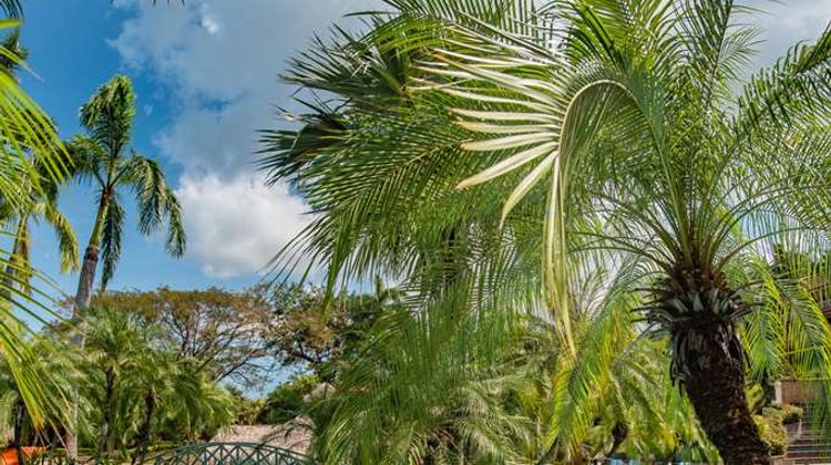 Tamarindo Diria Beach Resort Pool