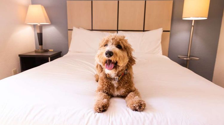 Sonesta Simply Suites Nashville Brentwood Suite