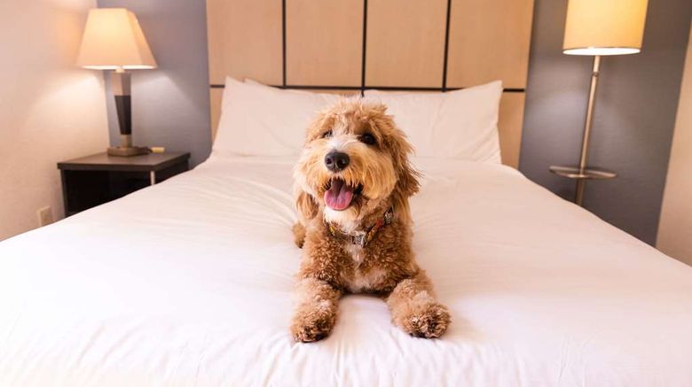 <b>Sonesta Simply Suites Jacksonville Other</b>. Images powered by <a href="https://iceportal.shijigroup.com/" title="IcePortal" target="_blank">IcePortal</a>.