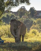 Anantara Golden Triangle Elephant Camp