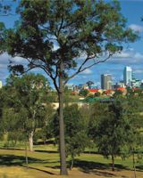 Oaks Brisbane Lexicon Suites