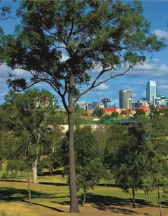 Oaks Brisbane Lexicon Suites