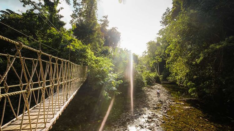 Sleeping Giant Rainforest Lodge Other