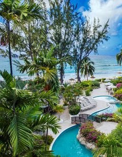 Bougainvillea Barbados