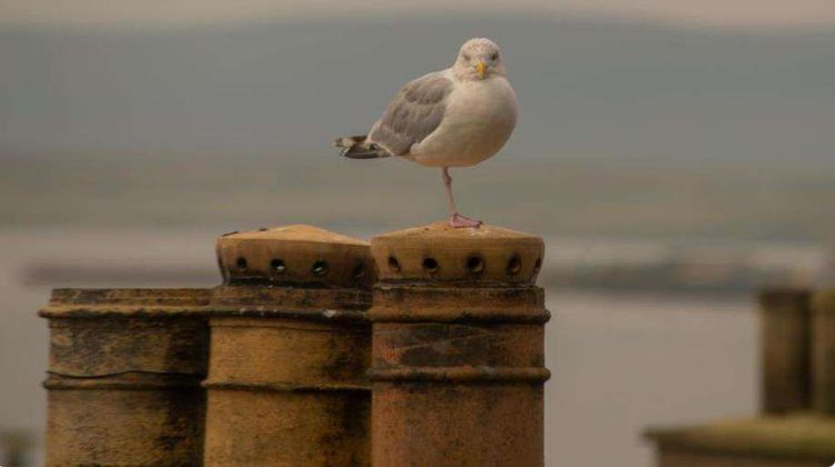 Stromness Hotel Other