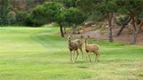 The Ranch at Laguna Beach Golf